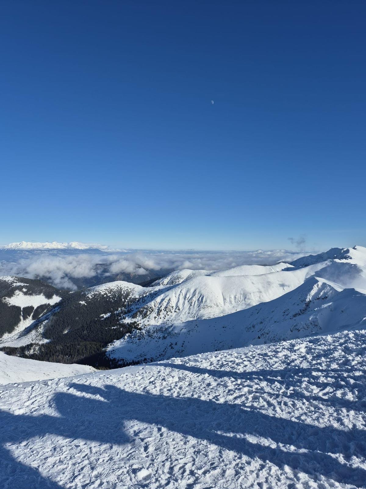 Snowy mountain peaks and forests